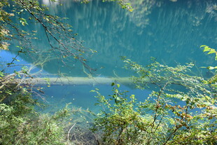 清澈蓝湖旁的葱郁植被