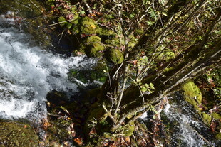 山间溪流旁的繁茂绿植