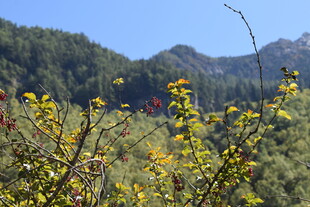 山间烂漫野花与远处青山