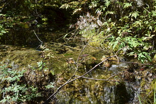 山间潺潺溪流与繁茂植被