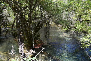 林间幽潭 静谧自然之景