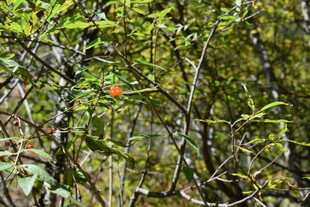 绿叶丛中一点红