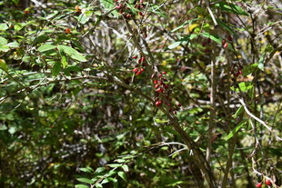 茂密丛林中的多彩植物