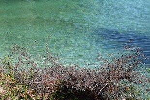 清澈湖水边的枯萎植物