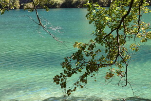 湖畔枝叶下的澄澈湖水