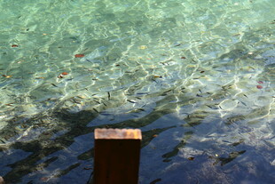 清澈海水中的木质物件