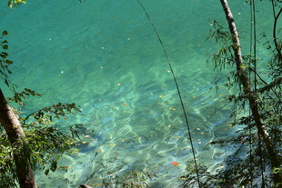 清澈湖水边的树木景观