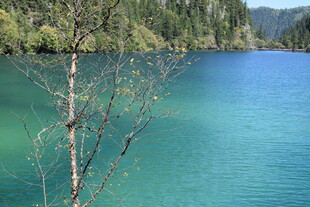 清澈蓝湖旁的孤寂小树