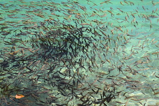 海底鱼群大聚集