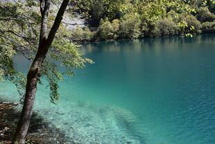 清澈蓝湖旁的葱郁树木