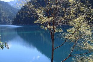 静谧蓝湖旁的葱郁树木