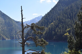 高山蓝湖旁的枯树景观