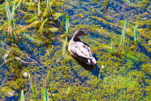 水中游弋的鸭子