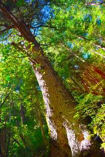 森林中挺拔的葱郁大树