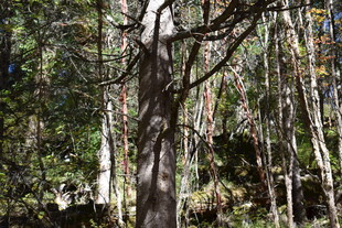 茂密森林中的高大树木