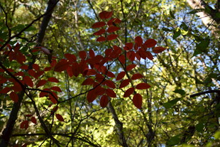 红叶点缀于绿树间