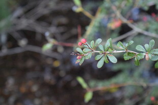 绿叶间的多彩浆果