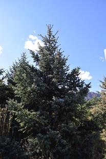 蓝天映衬下的挺拔松树