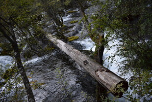 森林中横卧溪流的枯木