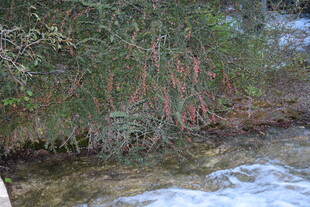 溪边红枝绿植景观