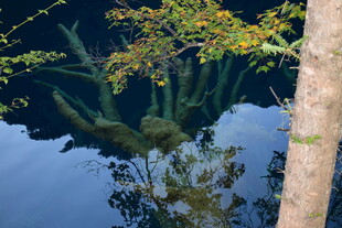 水中树影的静谧自然景象