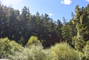 茂密森林中的自然景致