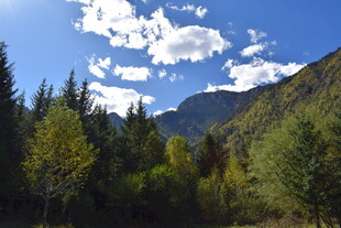 山间葱郁树林与蓝天白云