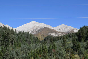 雪山下的茂密森林景观