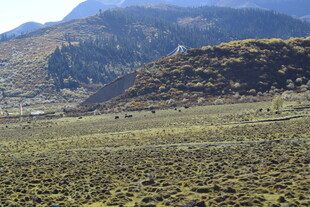 山间开阔草地风景