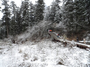 雪覆山林中的倒下树木