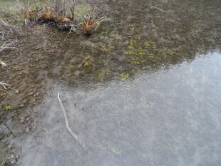 湿地旁的泥泞地面与积水