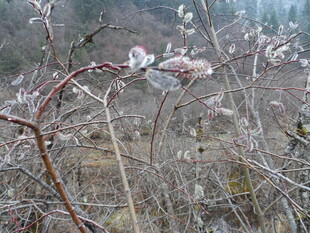 冬日枝头覆薄霜景象