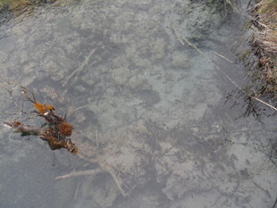 水中枯叶与树枝的景象