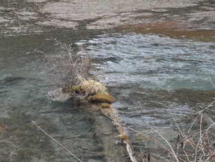 河中枯木上的野生动物