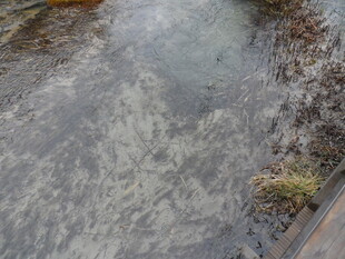 潺潺溪流 尽显自然之美