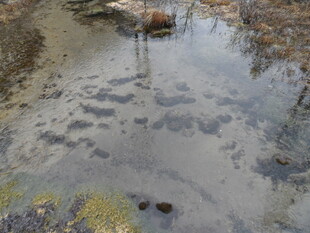 泥泞湿地中的斑驳水洼