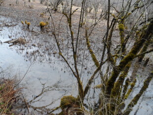冬日溪边枯树雪景