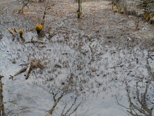雪地中稀疏树木景象