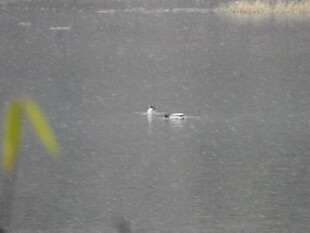 湖面上的两只飞鸟