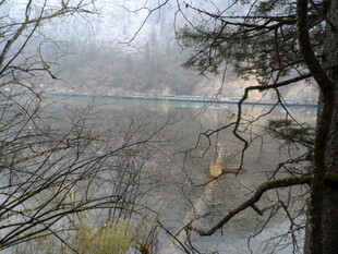 雾中湖畔枯树景观