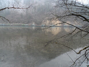 雾中湖畔枯树倒影