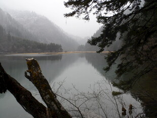 雾中静谧湖水与岸边树木