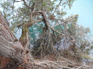 枯树虬枝 尽显自然沧桑