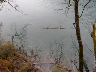 雾中湖畔枯树景色