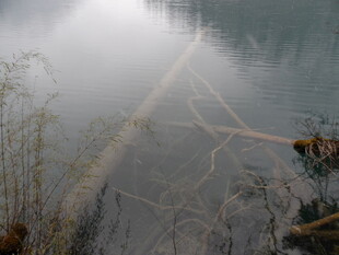 雾中枯木静立于水域