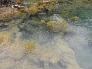 清澈水底的多彩藻类景观