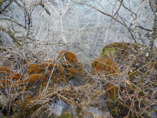 覆雪苔藓 冬日自然的独特景致