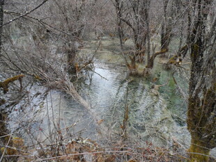 冬日溪流边的枯树景观