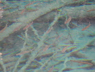 海底珊瑚丛中的多彩小鱼