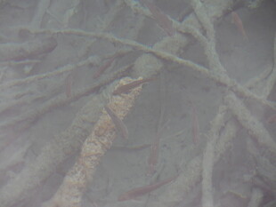 水下模糊的植物根茎景象